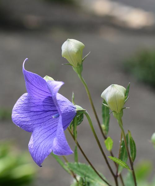 哪种花的花语意味着永远守护？
