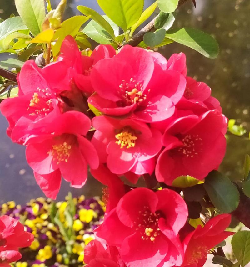 海棠花语和寓意是什么意思啊？海棠花在传统中象征着什么？