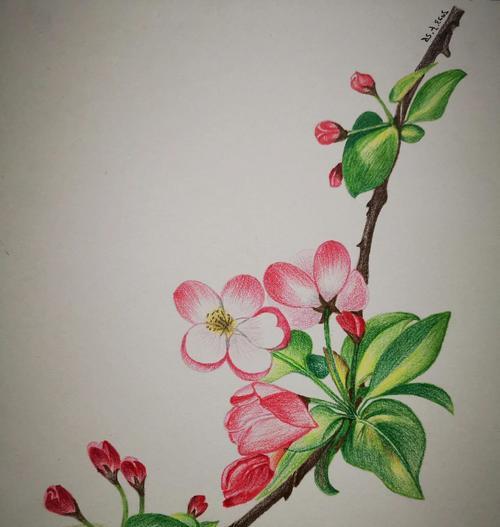 海棠花语和寓意是什么意思啊？海棠花在传统中象征着什么？