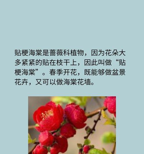 海棠花语和寓意是什么意思啊？海棠花在传统中象征着什么？