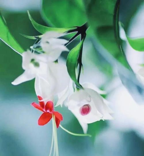 四季都想你的花语有哪些？龙爱生活的花语是什么？