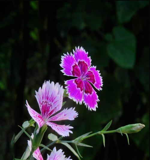 四季都想你的花语有哪些？龙爱生活的花语是什么？