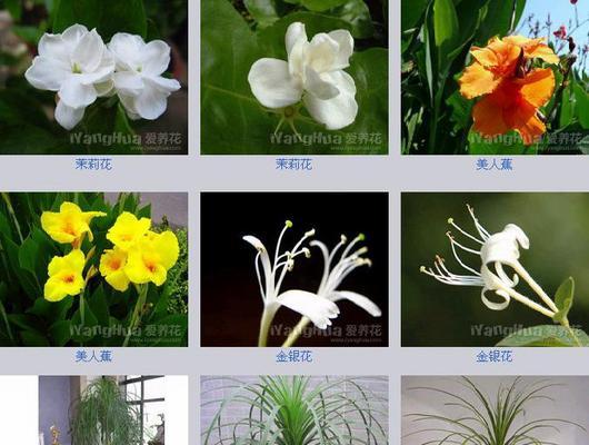 花卉知识大全有哪些内容？