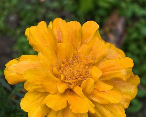 万寿菊冬季会开花吗？