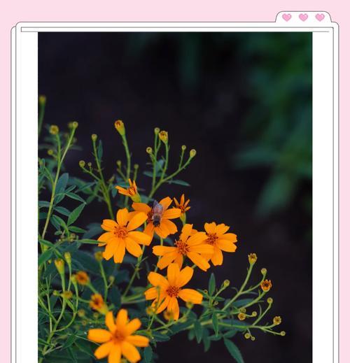 万寿菊冬季会开花吗？