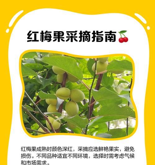 红梅养护秘籍是什么？