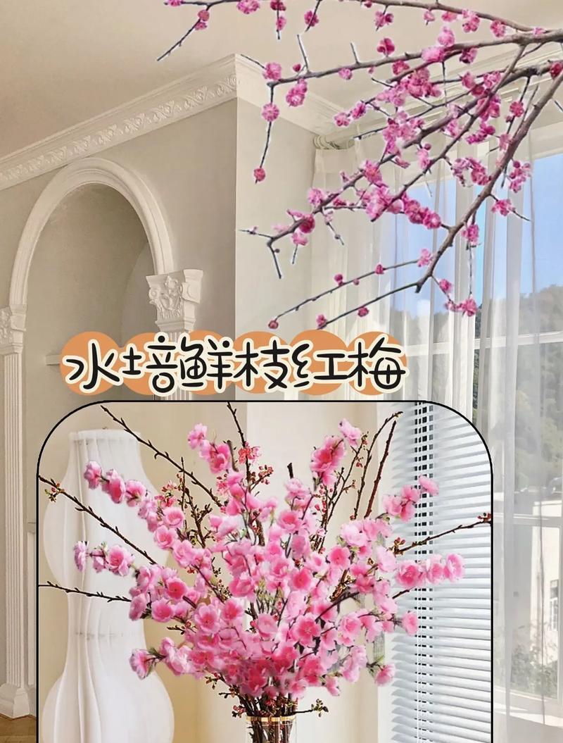 红梅养护秘籍是什么？