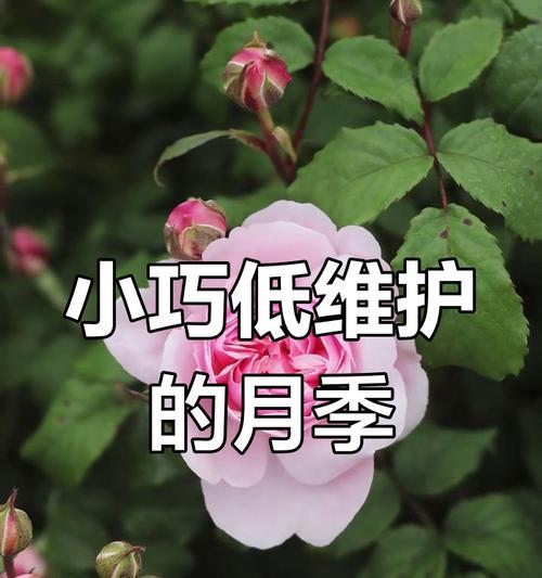 月季花期全解析是什么？