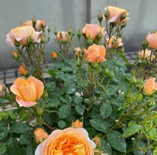 月季花期全解析是什么？