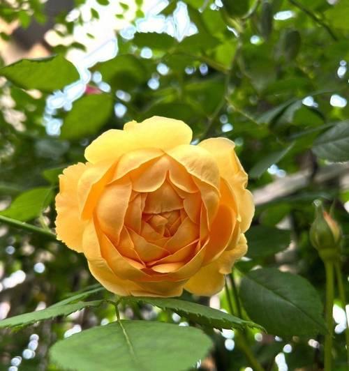 月季花期全解析是什么？