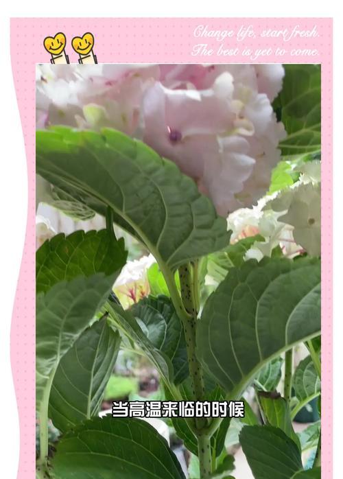 绣球花夏季养护与调色技巧分享有哪些？