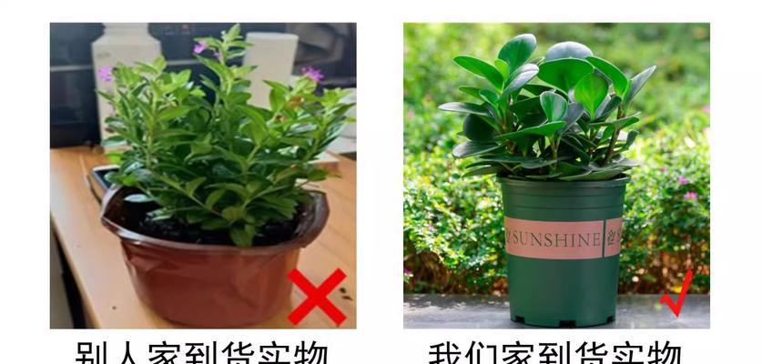 花卉豆瓣绿青叶碧玉有什么特点？
