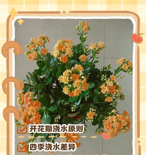 五针松浇水的正确方法是什么？如何避免浇水过多或过少？