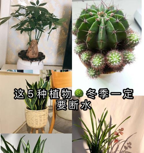五针松浇水的正确方法是什么？如何避免浇水过多或过少？