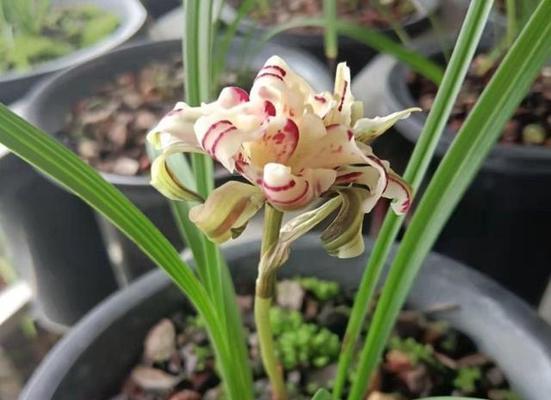 四川发现的“完美”兰草品种高贵吗？开花后为何如此轰动？