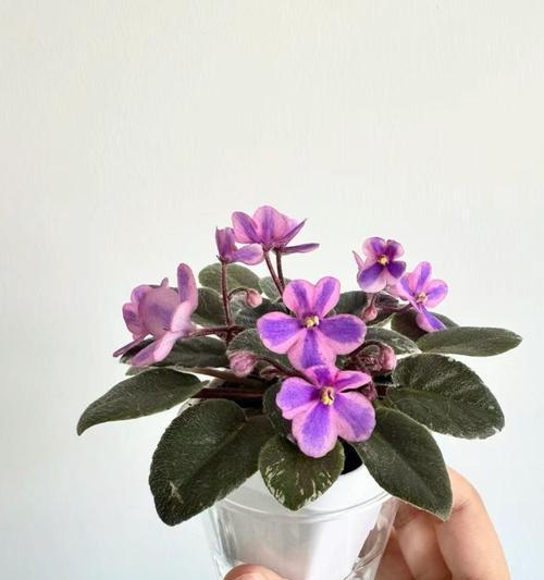 紫罗兰如何养护？有哪些需要注意的要点？