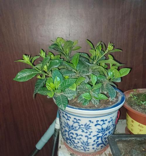 栀子花养护秘籍是什么？如何实现馥郁花开？
