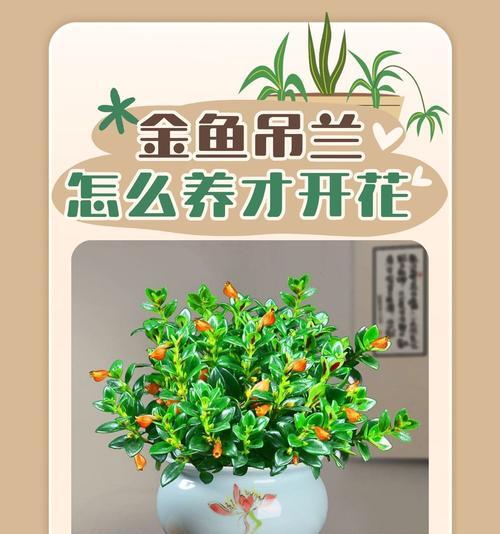 金鱼吊兰不开花怎么办？有哪些可能的原因和解决方法？