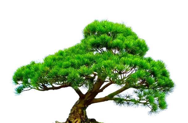 五针松盆景的养护方法有哪些？如何保持其健康生长？