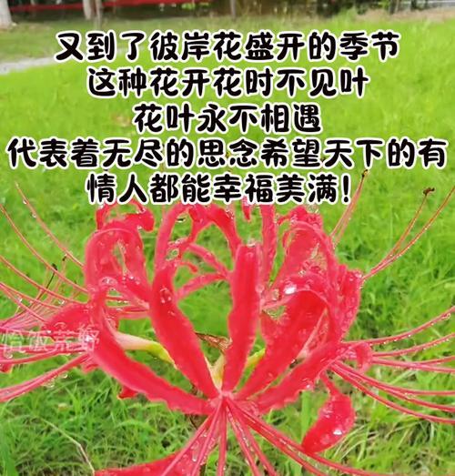 彼岸花传说是什么？花开黄泉，花叶永不相见有何寓意？