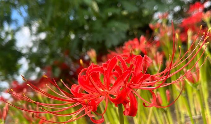 彼岸花传说是什么？花开黄泉，花叶永不相见有何寓意？
