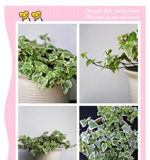常青藤是什么植物？有哪些主要特征和养护要点？