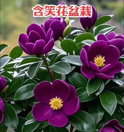 含笑盆栽的土壤选择是什么？如何选择适合的土壤类型？
