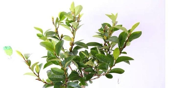 含笑盆栽的土壤选择是什么？如何选择适合的土壤类型？
