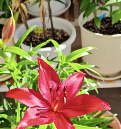 鸿运当头花后养护指南是什么？有哪些需要注意的事项？