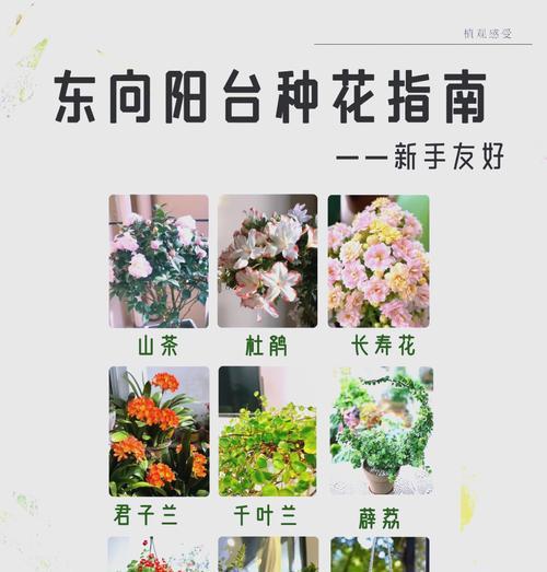 鸿运当头花后养护指南是什么？有哪些需要注意的事项？