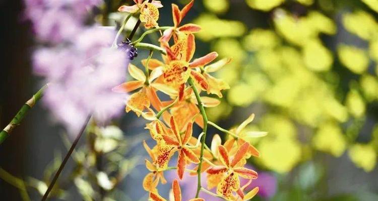 这7种“神仙花”有哪些？如何实现1叶变10盆？