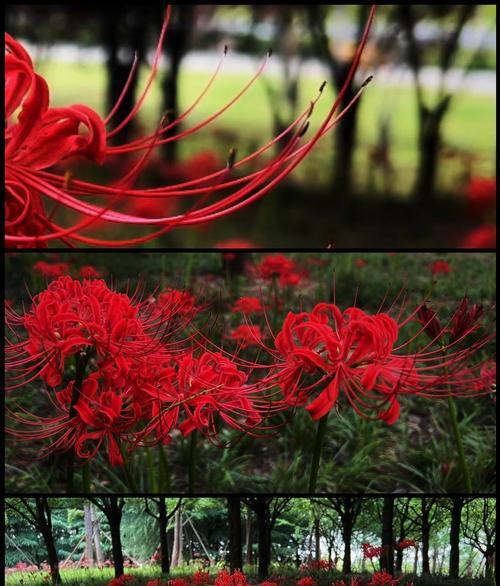 彼岸花栽培技巧与花语寓意是什么？如何正确栽培和理解其象征意义？