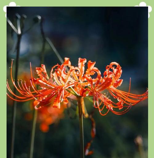 彼岸花栽培技巧与花语寓意是什么？如何正确栽培和理解其象征意义？
