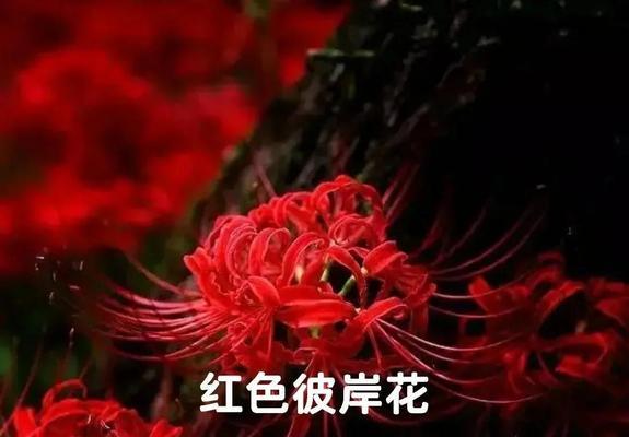 彼岸花栽培技巧与花语寓意是什么？如何正确栽培和理解其象征意义？