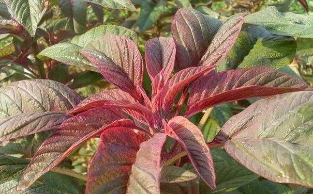 山溪野菜探秘：凉粉草和CPP芽的采摘技巧是什么？