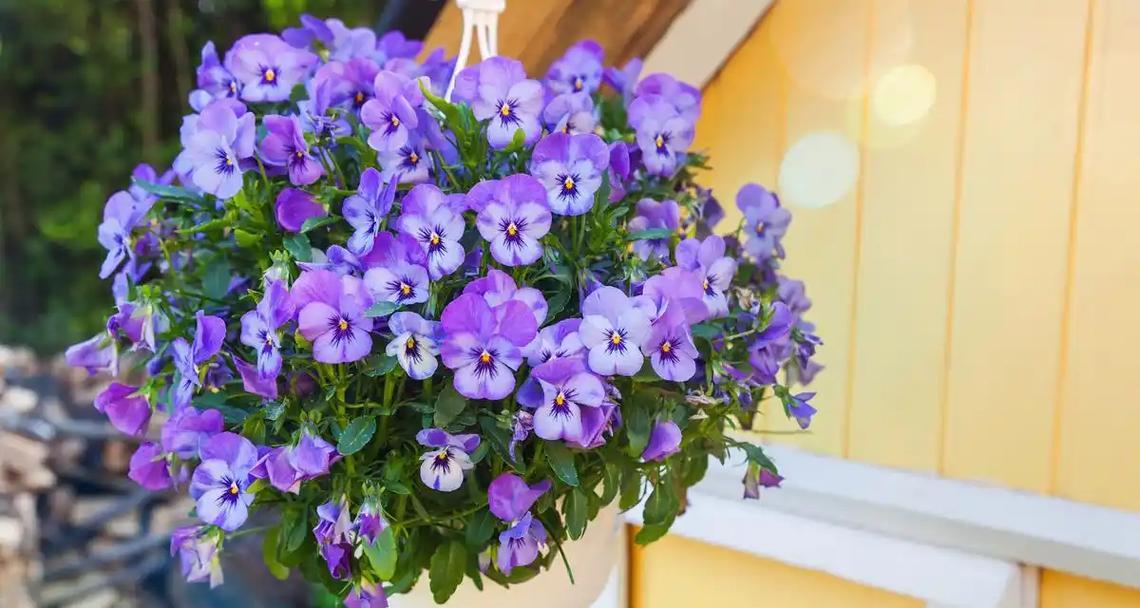 牵牛花种植要点有哪些？如何培育出高品质的牵牛花？