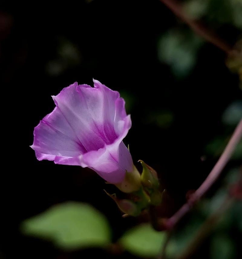 牵牛花种植要点有哪些？如何培育出高品质的牵牛花？