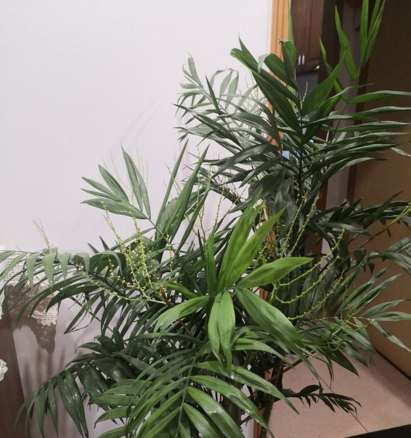 小椰子盆栽如何养护？有哪些注意事项？