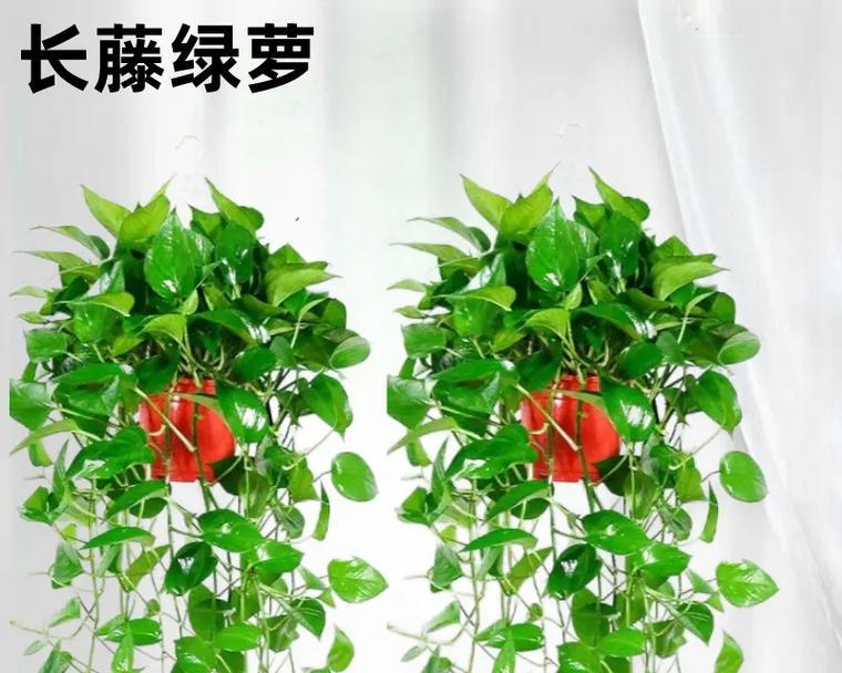 绿萝适合放在卧室吗？卧室养绿萝的好处是什么？