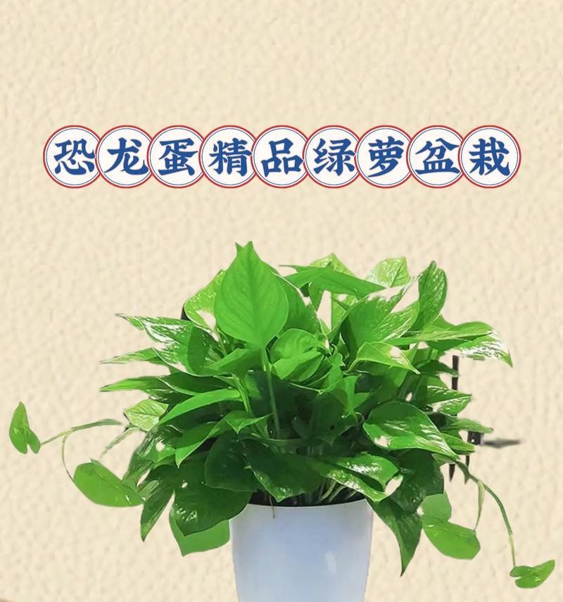 绿萝盆栽在室内如何养护？有哪些常见问题？