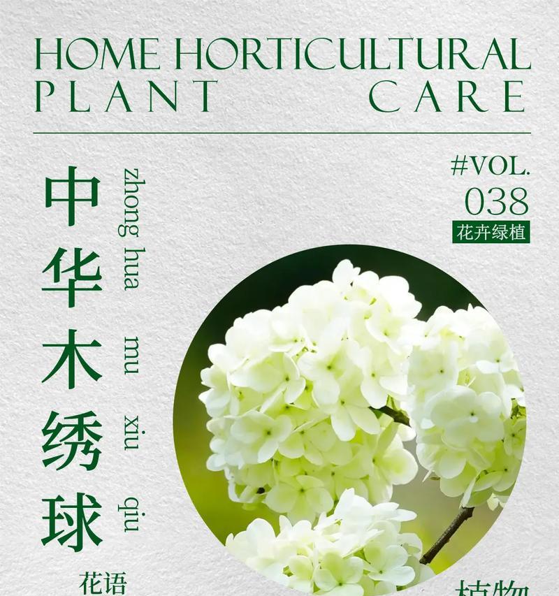 绣球花的花语是什么？它有哪些品种？