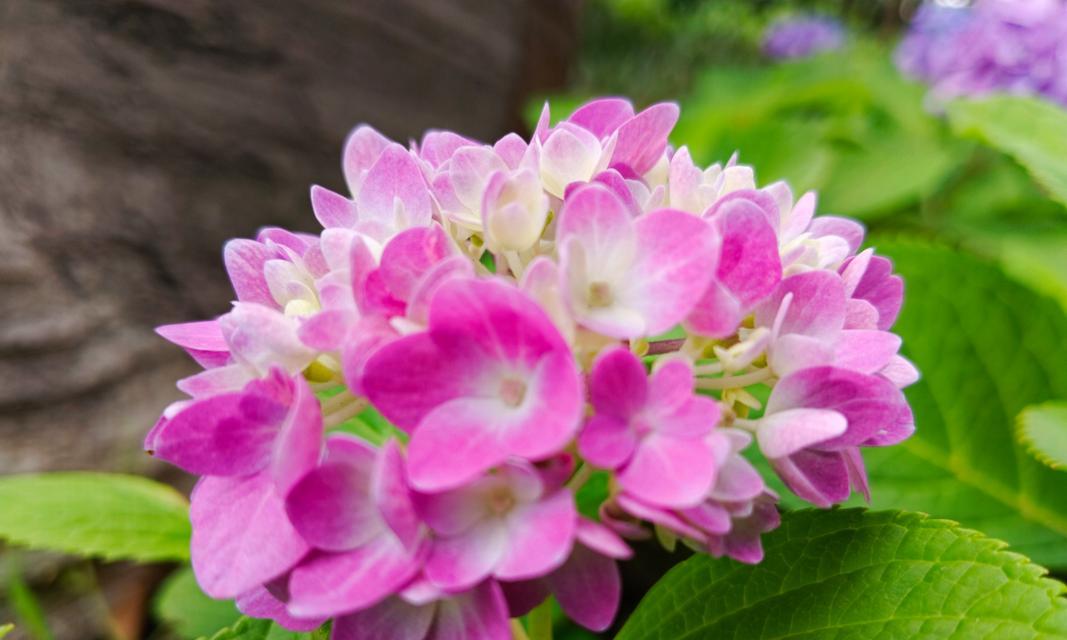绣球花的花语是什么？它有哪些品种？