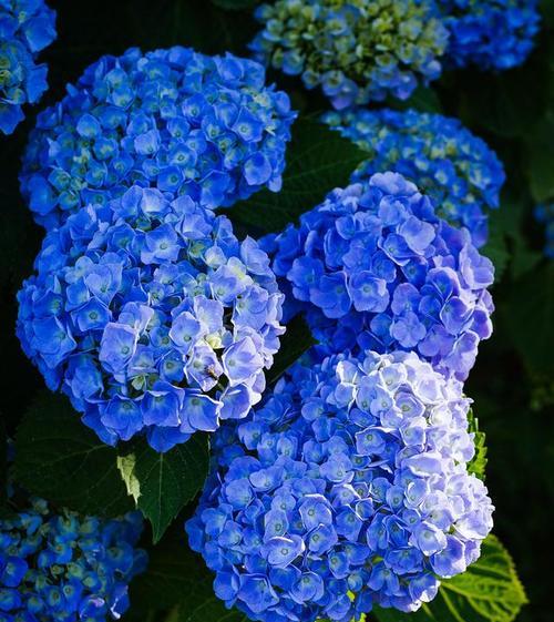绣球花的花语是什么？它有哪些品种？