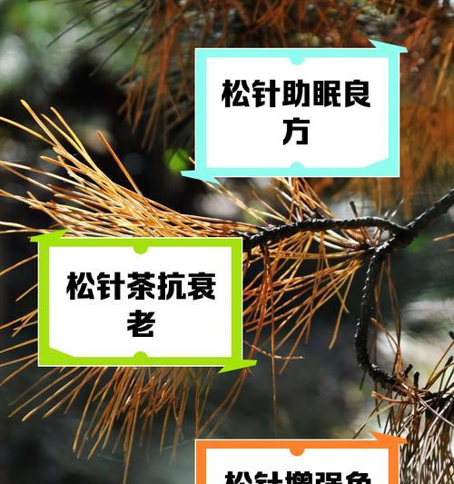 那须五针松的养护方法是什么？如何保持其健康生长？