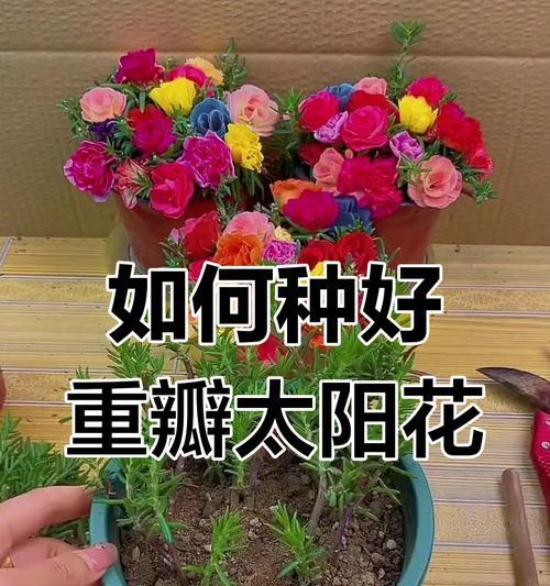 太阳花种植方法有哪些？种植后多久能开花？
