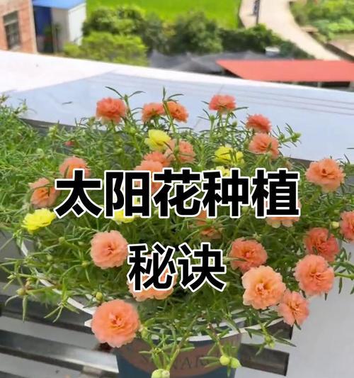 太阳花种植方法有哪些？种植后多久能开花？