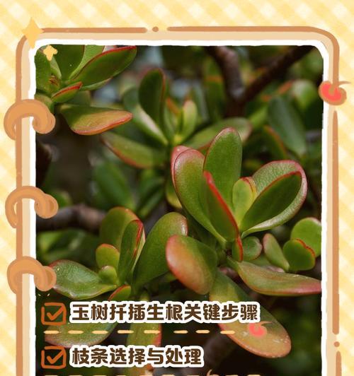 玉树烂根怎么办？如何避免浇水过多导致的问题？
