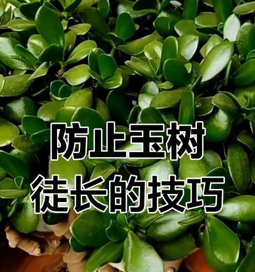 玉树烂根怎么办？如何避免浇水过多导致的问题？