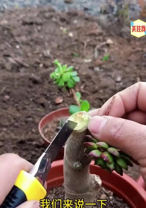 玉树烂根怎么办？如何避免浇水过多导致的问题？
