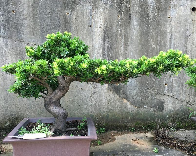 像松针的盆景是什么植物？如何养护？